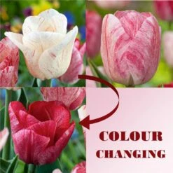 Tulipa Hemisphere - Bloembollen X15 - Tulp - Roze / Wit / Rood -Prospeli Winkel 1c07982279e24e6c91014d3e06623d60