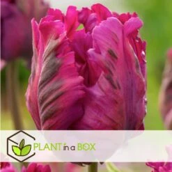 Tulipa Parrot Negrita - Bloembollen X20 - Tulp - Donkerpaars 9 Tulipa Parrot Negrita - Bloembollen X20 - Tulp - Donkerpaars -Prospeli Winkel 1d9b01ce31914bec80f0eaffcd0f60ee