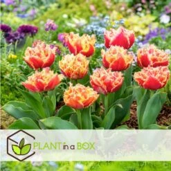 Tulipa Brisbane - Bloem Bollen X15 - Tulp - Roze -Prospeli Winkel 24a543446b354224977840e221f4ec6c