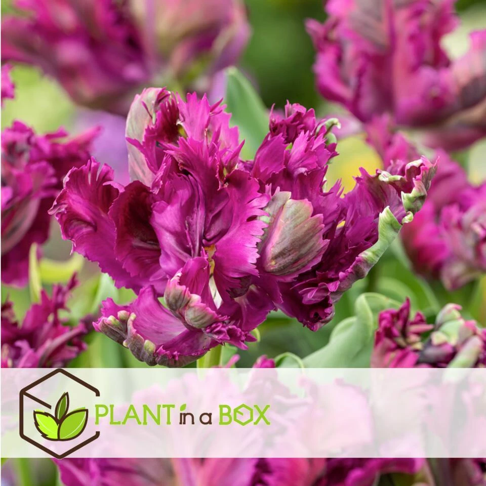 Tulipa Parrot Negrita - Bloembollen X20 - Tulp - Donkerpaars 4 Tulipa Parrot Negrita - Bloembollen X20 - Tulp - Donkerpaars - Afbeelding 2