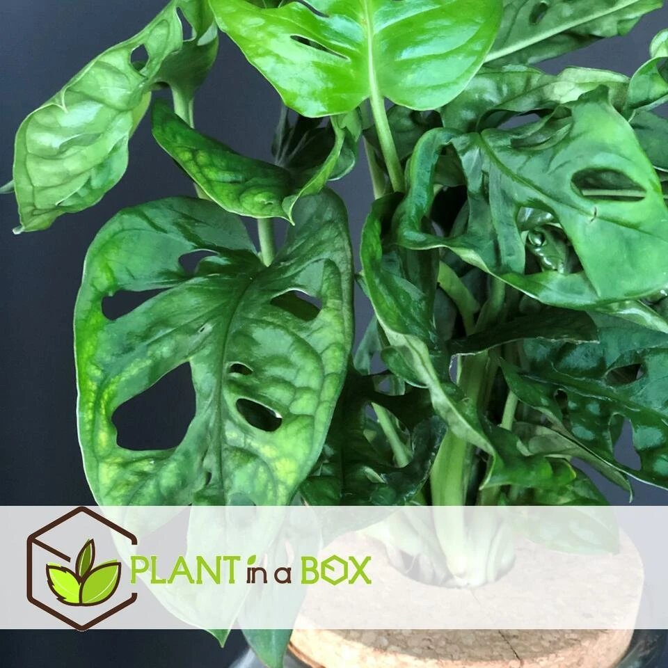 Plant In A Box - Monstera Monkey Mask Gatenplant Hydroponie Kamerplant Op Water 4 Plant In A Box - Monstera Monkey Mask Gatenplant Hydroponie Kamerplant Op Water - Afbeelding 2
