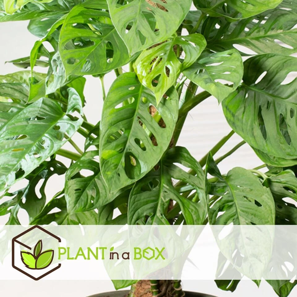 Plant In A Box - Monstera Monkey Mask Gatenplant Hydroponie Kamerplant Op Water 6 Plant In A Box - Monstera Monkey Mask Gatenplant Hydroponie Kamerplant Op Water - Afbeelding 4
