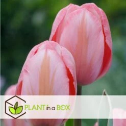Plant In A Box - Tulipa Design Impression - Bloem Bollen X20 - Tulp - Roze 9 Plant In A Box - Tulipa Design Impression - Bloem Bollen X20 - Tulp - Roze -Prospeli Winkel 9dd889eb77104d9f8a057dd9054753b7