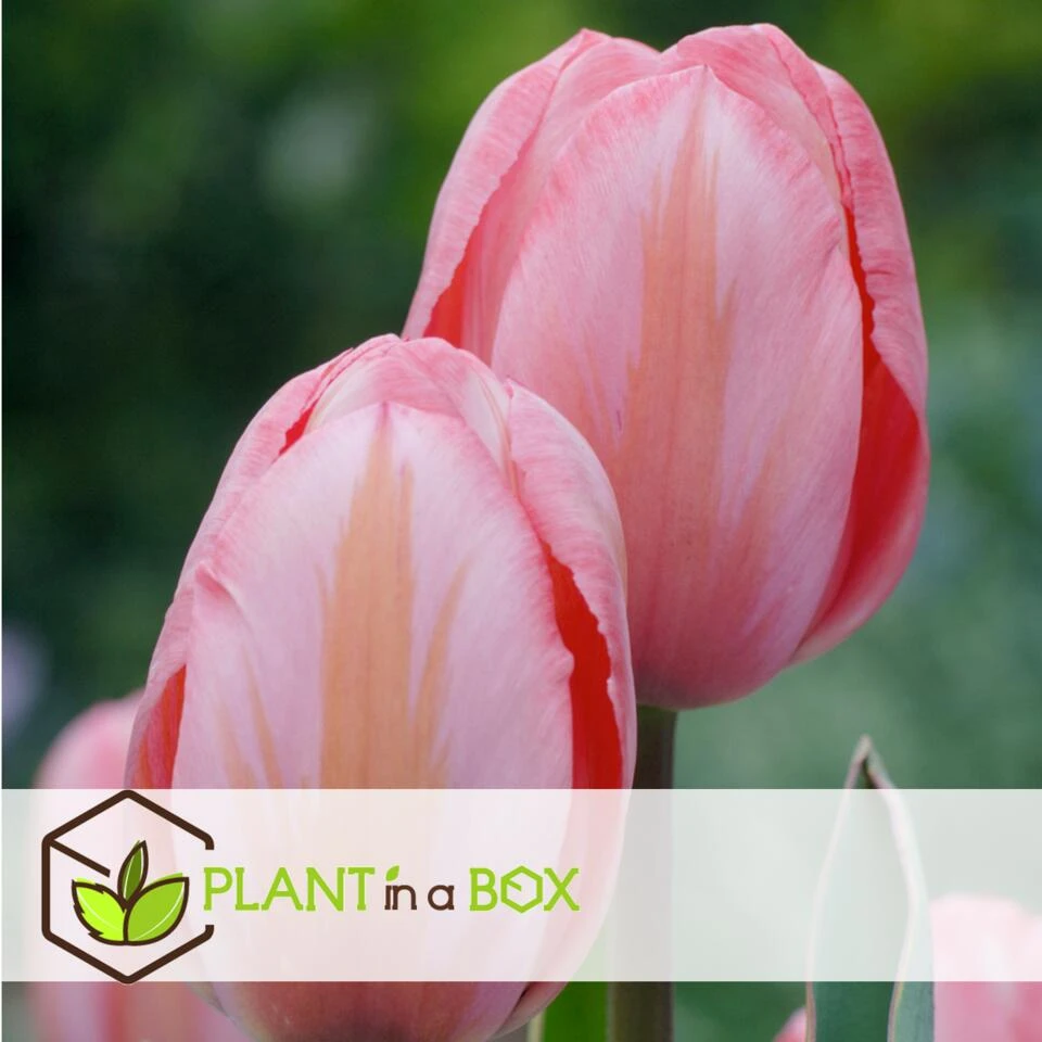 Plant In A Box - Tulipa Design Impression - Bloem Bollen X20 - Tulp - Roze 6 Plant In A Box - Tulipa Design Impression - Bloem Bollen X20 - Tulp - Roze - Afbeelding 4