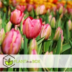 Plant In A Box - Tulipa Design Impression - Bloem Bollen X20 - Tulp - Roze 8 Plant In A Box - Tulipa Design Impression - Bloem Bollen X20 - Tulp - Roze -Prospeli Winkel acfe91273a3443339700f9ec964de346