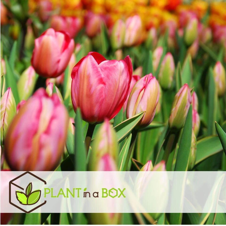 Plant In A Box - Tulipa Design Impression - Bloem Bollen X20 - Tulp - Roze 5 Plant In A Box - Tulipa Design Impression - Bloem Bollen X20 - Tulp - Roze - Afbeelding 3