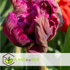 Tulipa Parrot Negrita - Bloembollen X20 - Tulp - Donkerpaars 8 Tulipa Parrot Negrita - Bloembollen X20 - Tulp - Donkerpaars -Prospeli Winkel ec2a4e0463274fbabf5aa35adbb88932