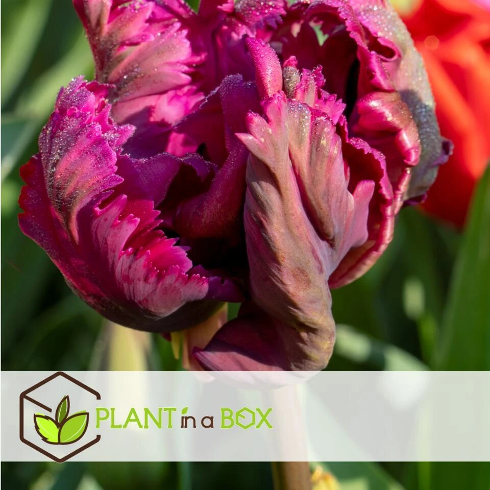 Tulipa Parrot Negrita - Bloembollen X20 - Tulp - Donkerpaars 5 Tulipa Parrot Negrita - Bloembollen X20 - Tulp - Donkerpaars - Afbeelding 3