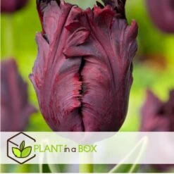 Prospeli Winkel -Prospeli Winkel f0c6f6faf50340dfaee5ff0a8c0ec295