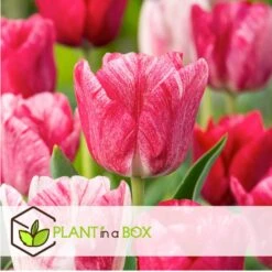 Tulipa Hemisphere - Bloembollen X15 - Tulp - Roze / Wit / Rood -Prospeli Winkel fc6b0b4a24c1418ea18cd74ff517f0b8