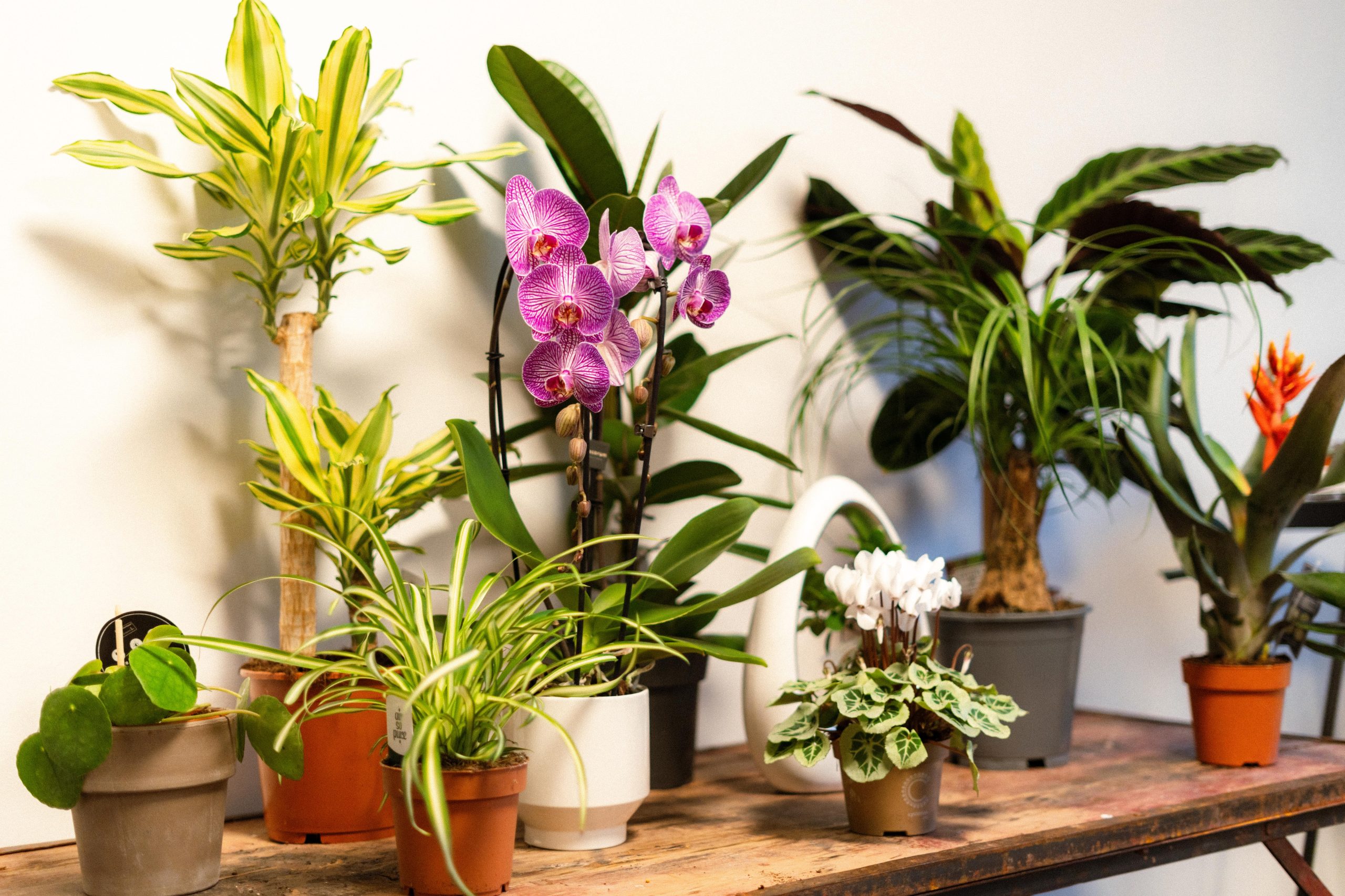 Prospeli Winkel -Prospeli Winkel Bloomer Planten 51 scaled 1